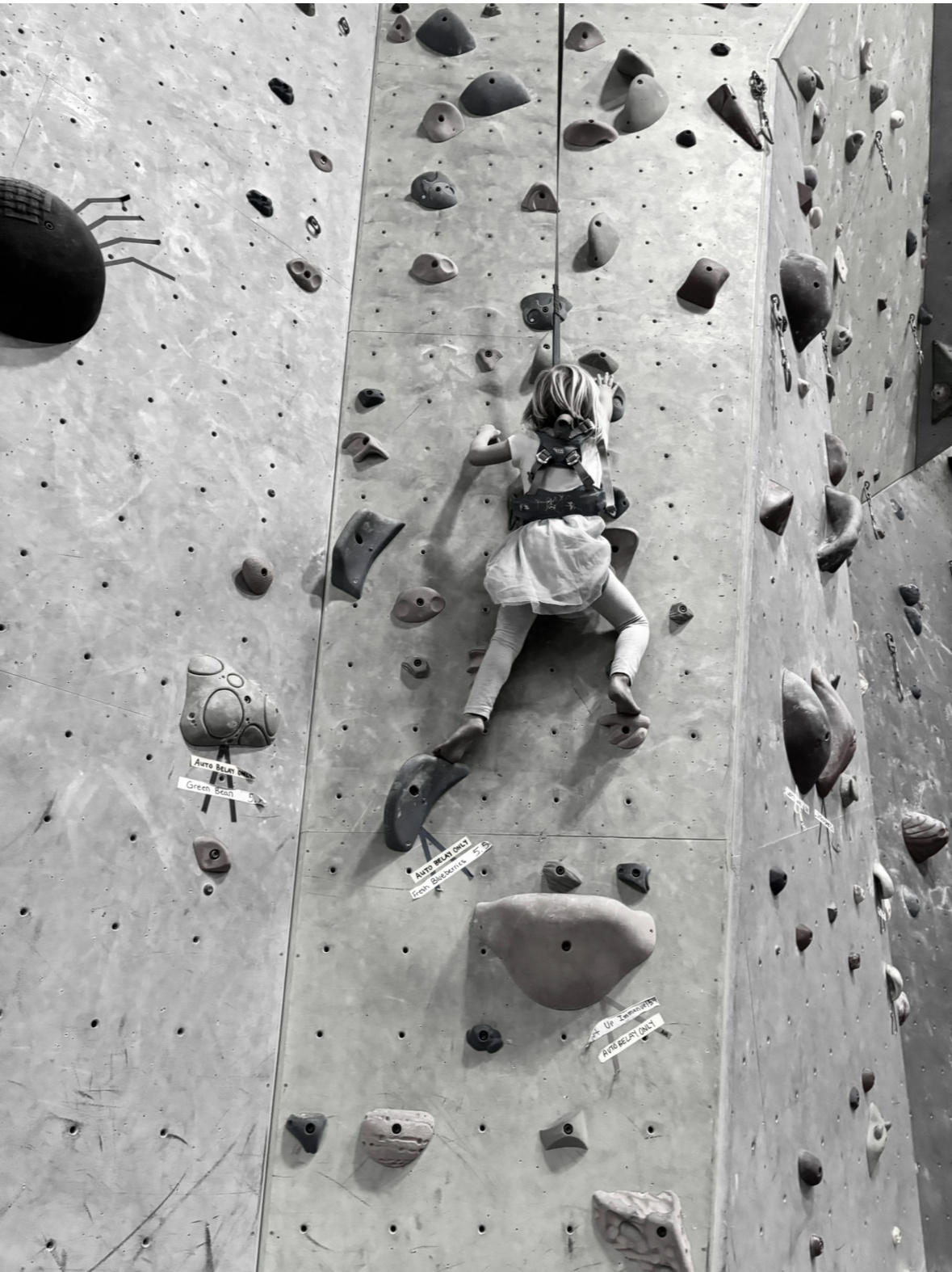 Rock Wall Climbing Clip N Climb Premier Climbing Gym